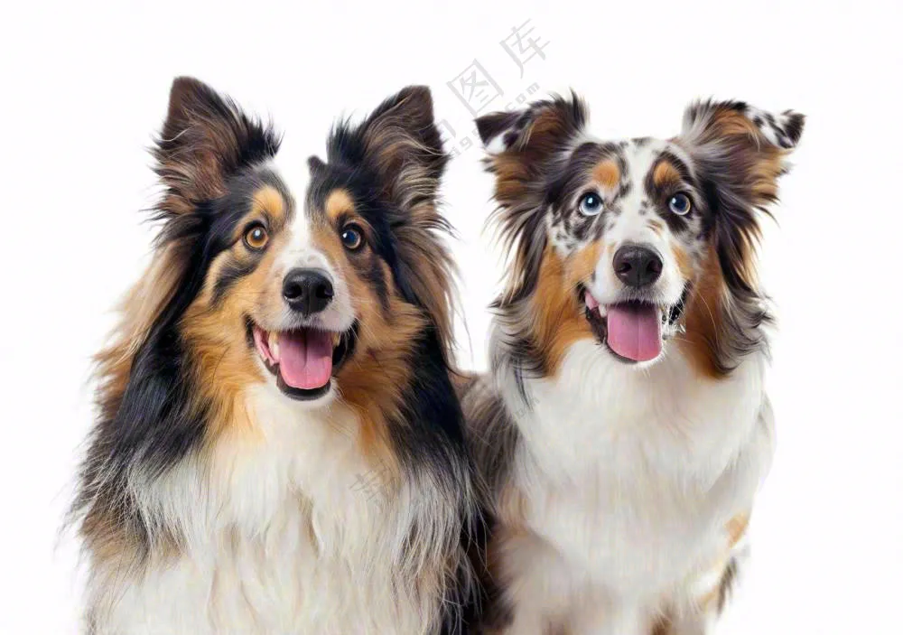 萌宠宠物猫狗动物免抠