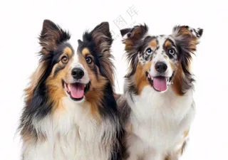 萌宠宠物猫狗动物免抠