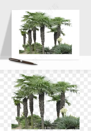 棕榈树椰树png免抠