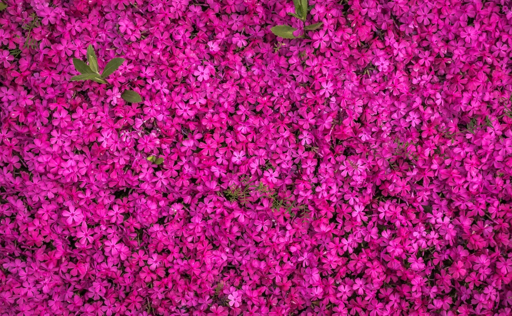 春天的花朵唯美粉色纹理背景