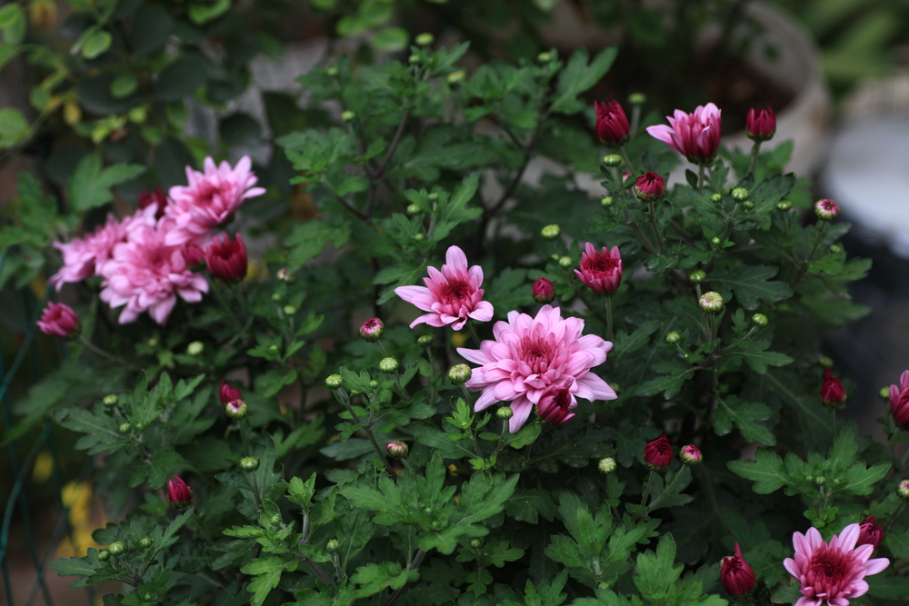 紫红色菊花