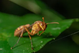 绿叶上的甲虫探险