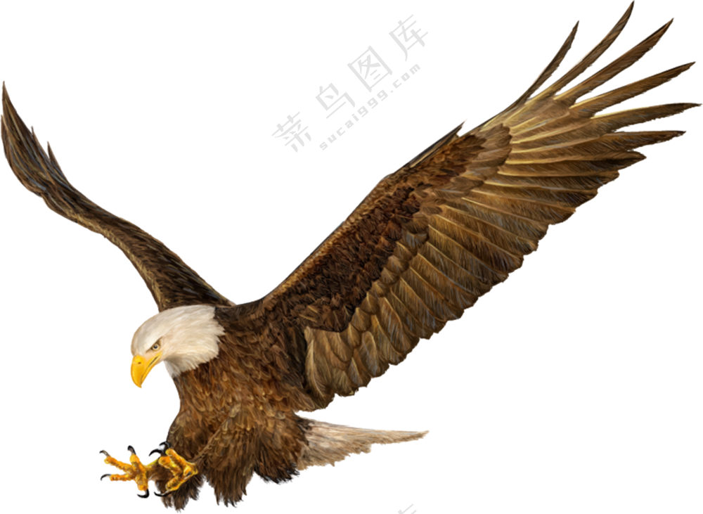 展翅降落追击猎物的白头雕PNG图片