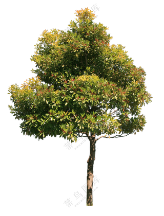 PNG免扣植物树木