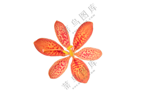 红黄免抠花卉 射干