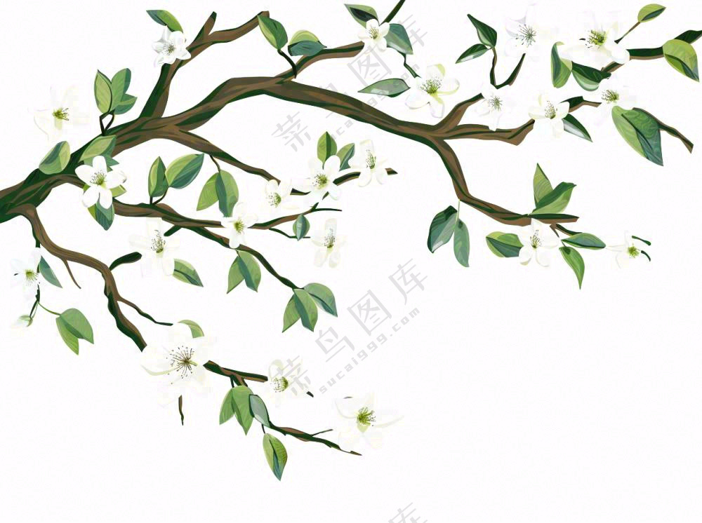 树上的白花春天植物绿叶插画免抠