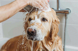 宠物美容院猫狗卡通插画背景