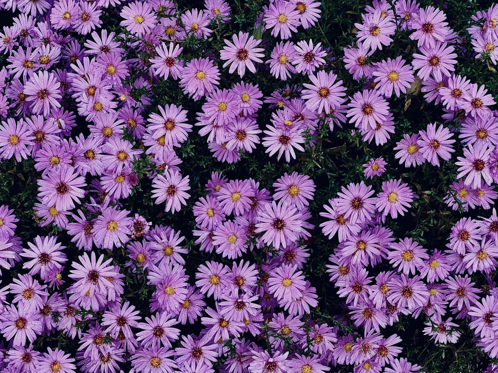 紫苑菊花图片