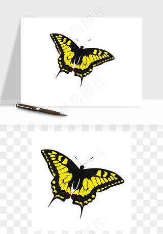 蝴蝶昆虫矢量png免抠