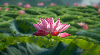 夏日荷花荷叶夏至小暑大暑摄影图