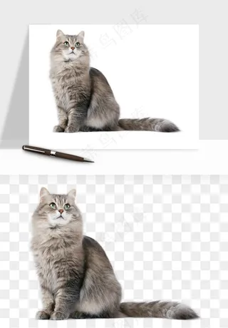 猫咪喵星人狗狗宠物元素png免抠