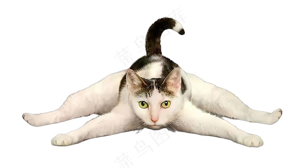 png免抠搞笑有趣动物