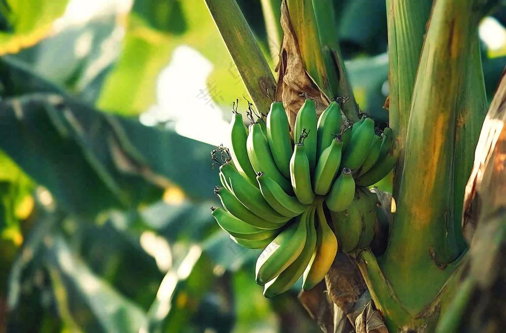 香蕉树芭蕉叶青香蕉水果摄影图