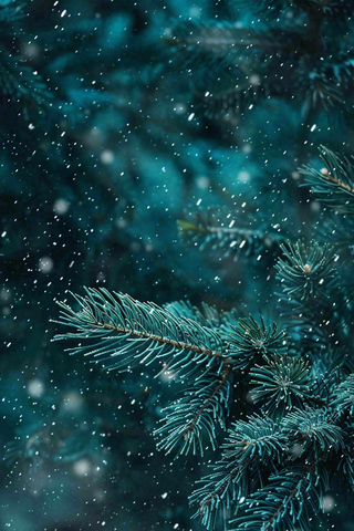 冬天森林里的松针树寒冷霜降摄影图