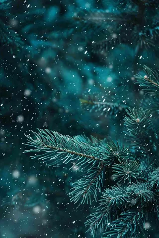 冬天森林里的松针树寒冷霜降摄影图