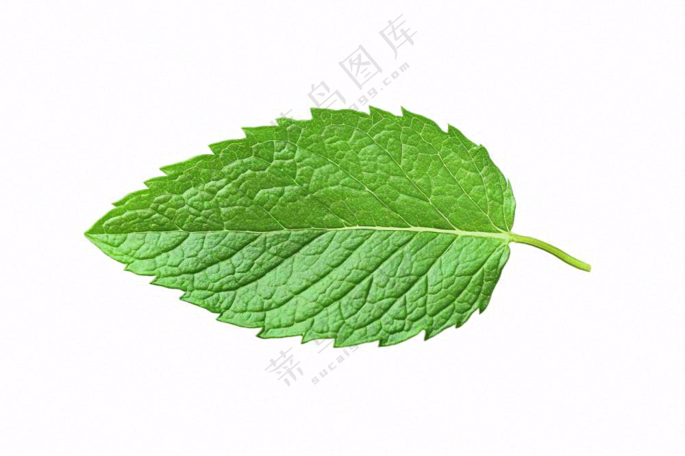 薄荷绿叶免抠