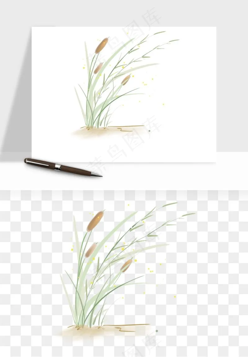 植物芦苇蒲苇香蒲png免抠