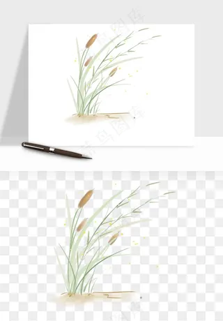 植物芦苇蒲苇香蒲png免抠
