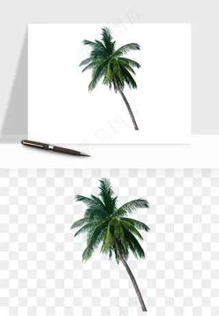 棕榈树椰树png免抠