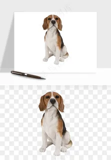 猫咪喵星人狗狗宠物元素png免抠 猫咪喵星人狗狗宠物元素png免抠