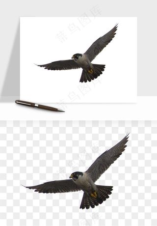 老鹰雄鹰展翅png免抠