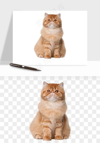 猫咪喵星人狗狗宠物元素png免抠