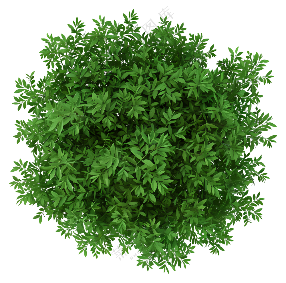 绿色植物俯视图