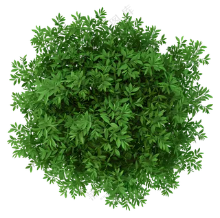 绿色植物俯视图