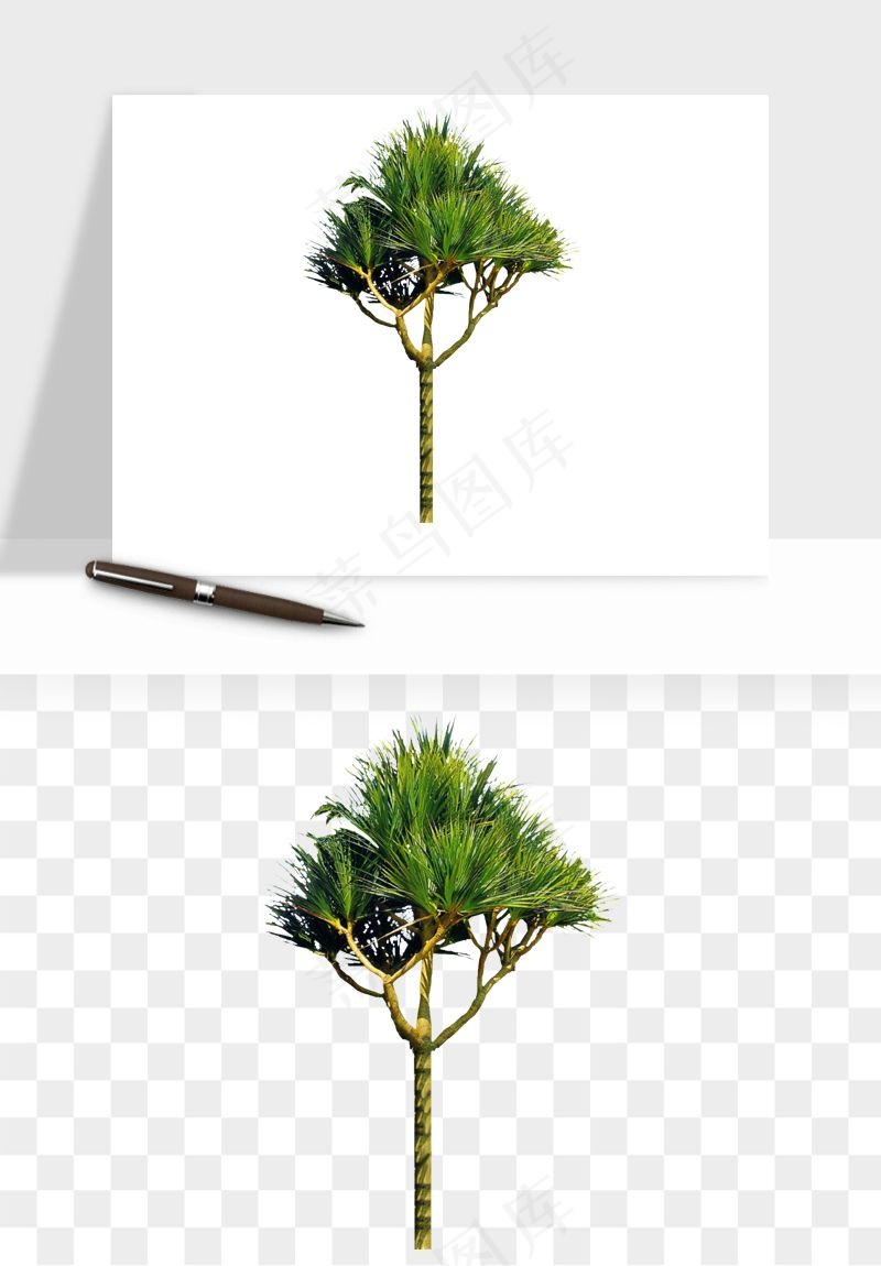 棕榈树椰树png免抠