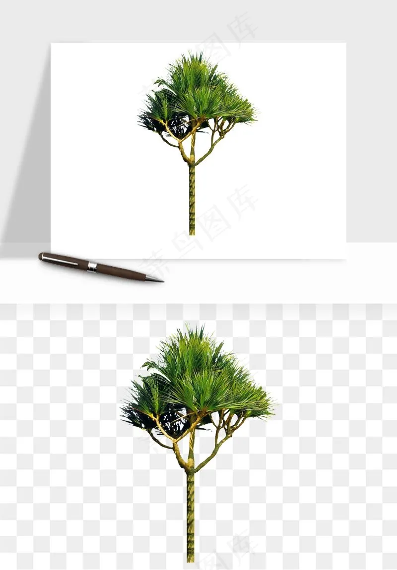 棕榈树椰树png免抠