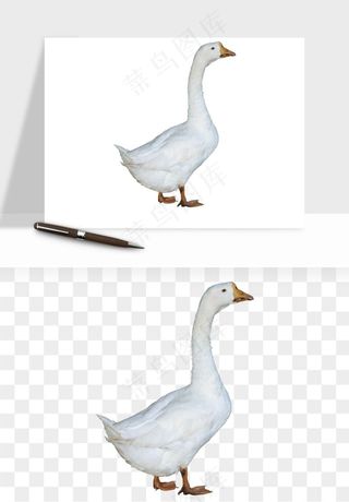 鸭子小鸭png免抠