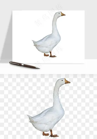 鸭子小鸭png免抠