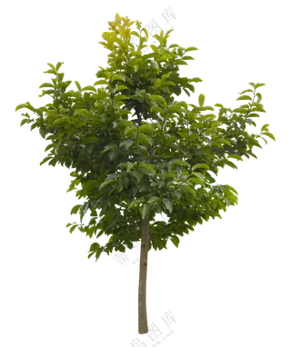 PNG免扣植物树木