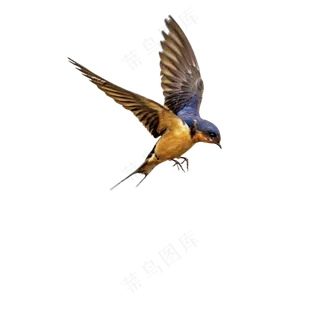 png免抠燕子鸟类动物