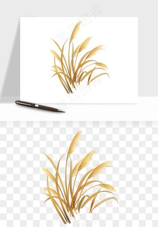 植物芦苇蒲苇香蒲png免抠