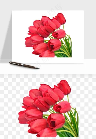 荷兰郁金香鲜花png免抠