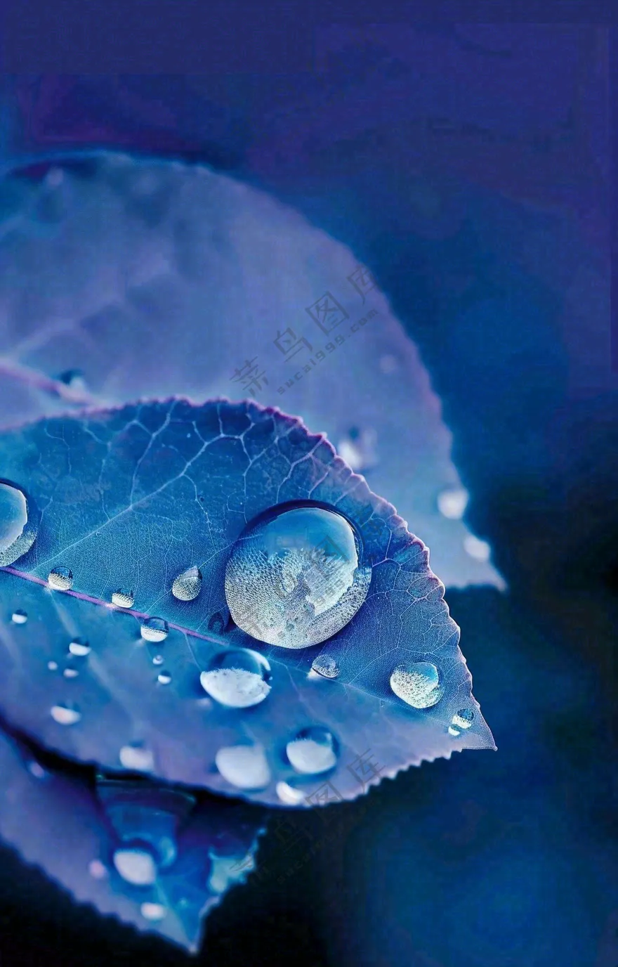 白露节气