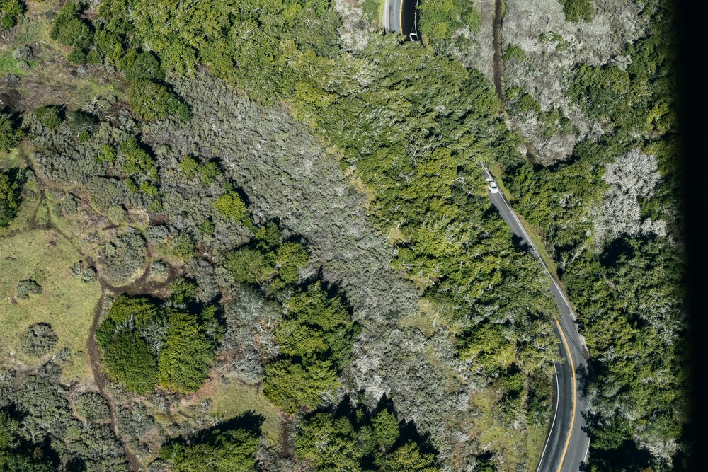 绿意盎然中蜿蜒的公路