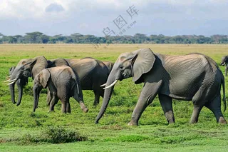 非洲大草原大象动物摄影图