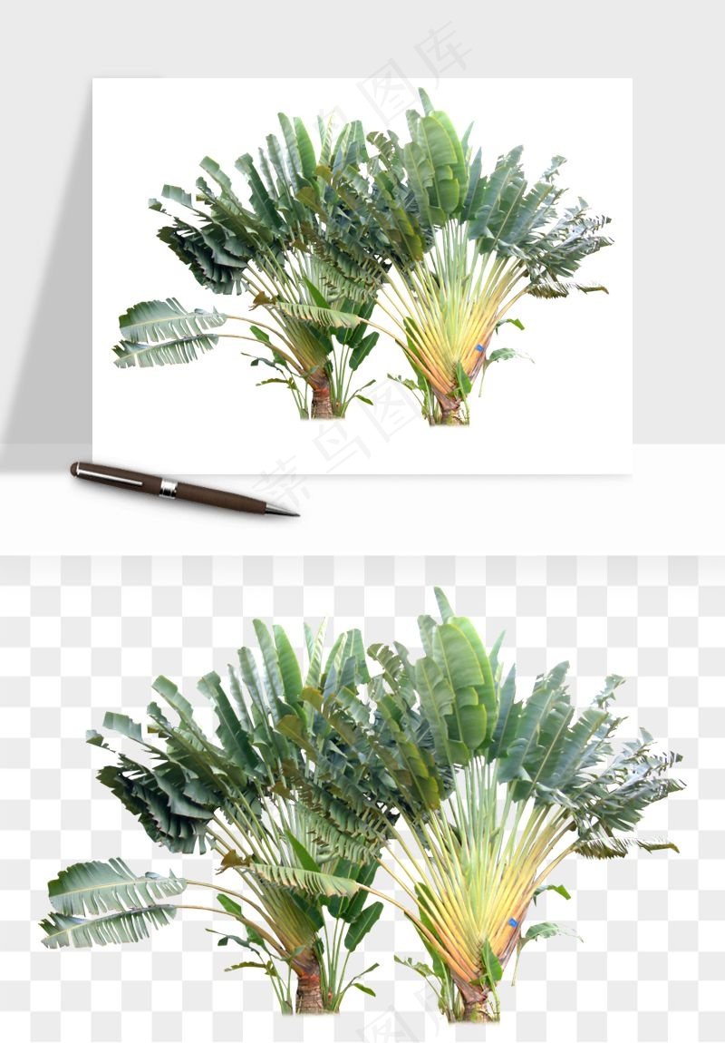 棕榈树椰树png免抠
