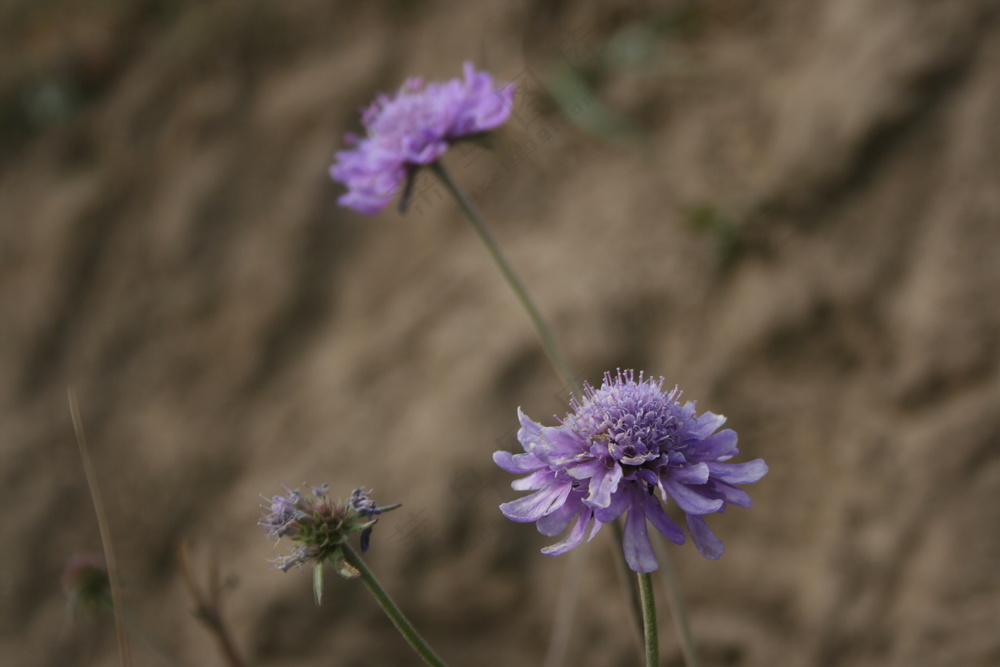 紫色的山花