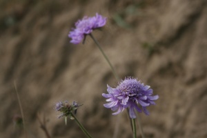紫色的山花