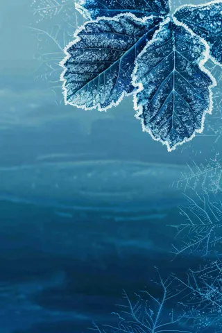 冬天树叶上结着白霜霜降摄影图