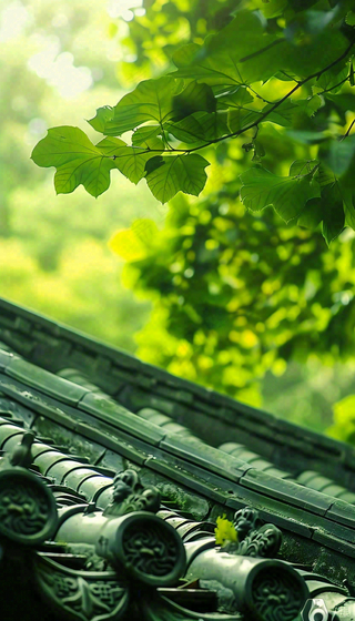 夏天大树绿荫屋檐小清新唯美大暑处暑摄影图