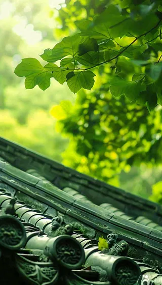 夏天大树绿荫屋檐小清新唯美大暑处暑摄影图