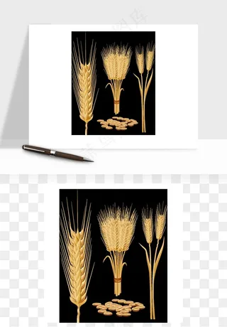 手绘麦穗稻穗麦秆矢量png免抠
