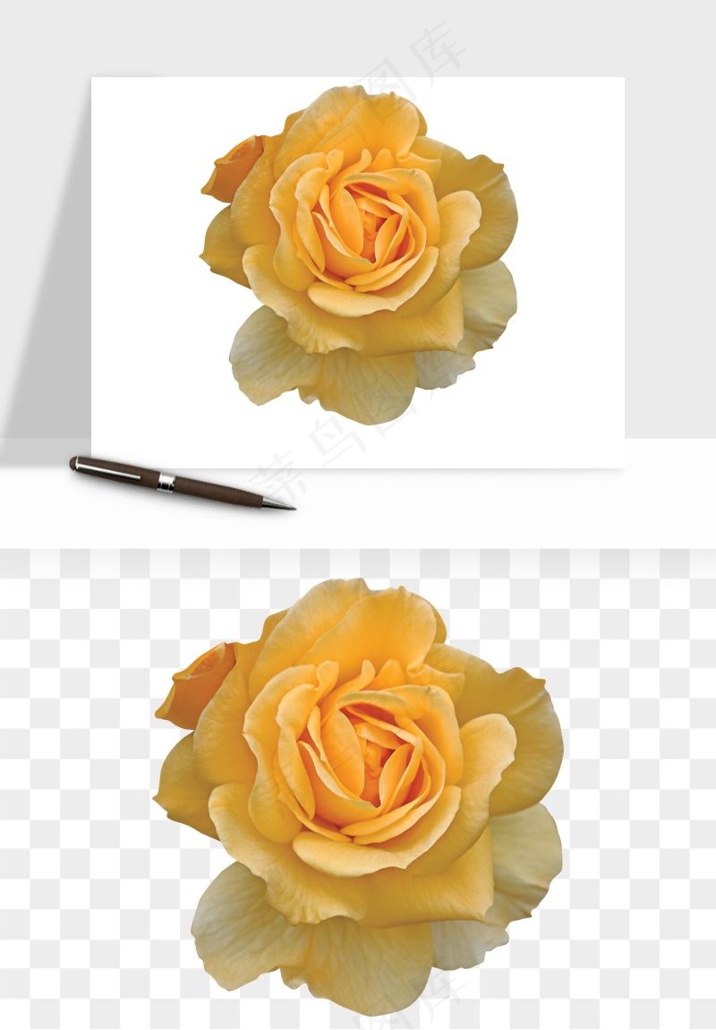 复古鲜花玫瑰png免抠