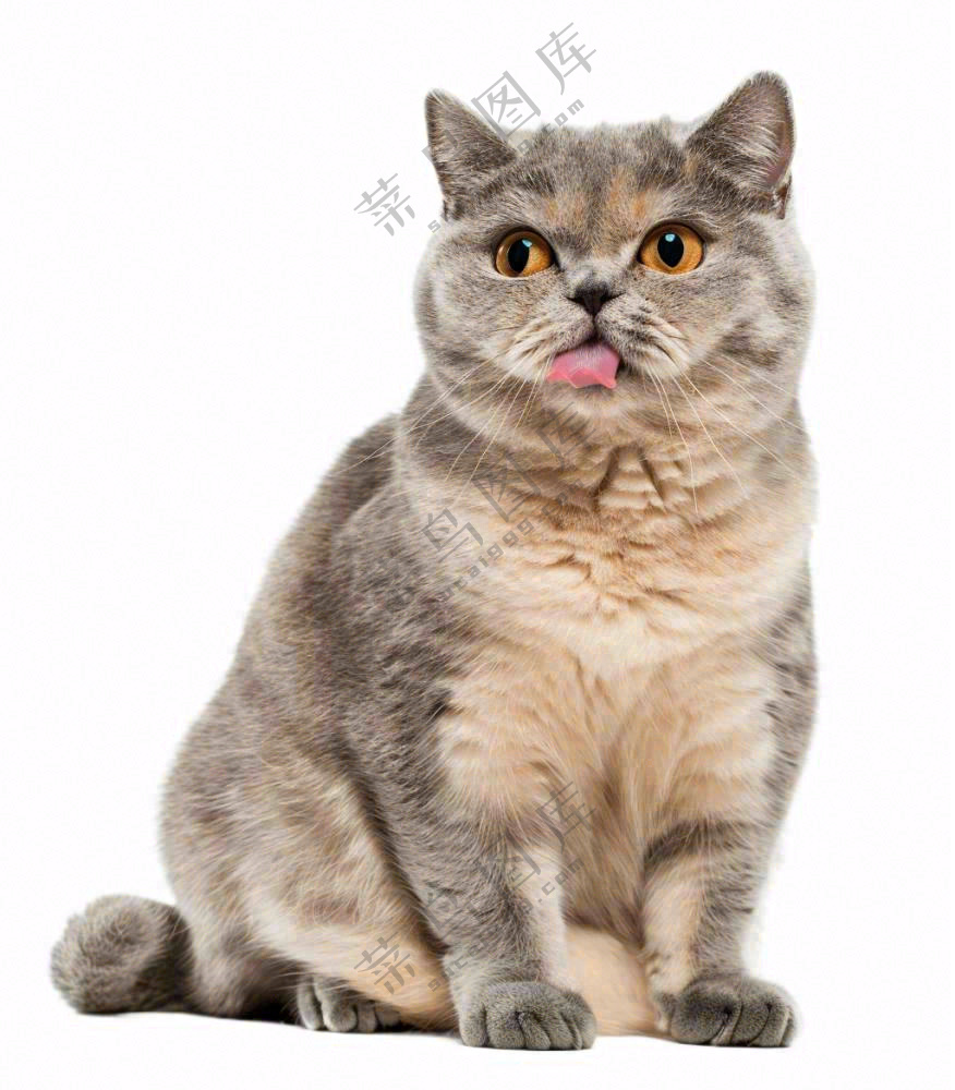 可爱小猫萌宠宠物动物免抠
