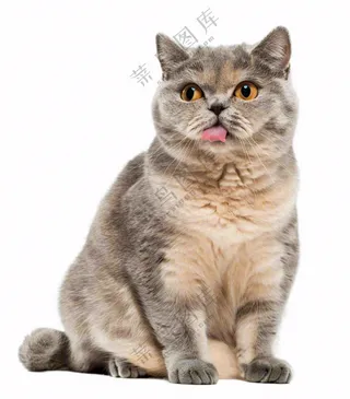 可爱小猫萌宠宠物动物免抠