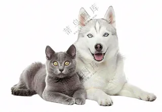 猫狗朋友萌宠宠物动物免抠